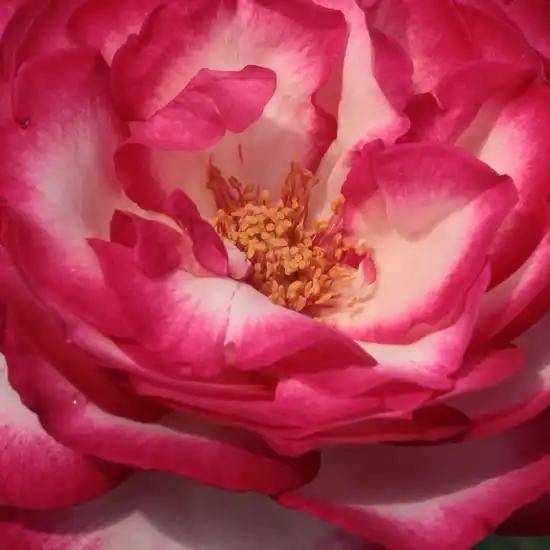 Trandafiri online - Alb - Roz - trandafir teahibrid - trandafir cu parfum intens - Rosa Atlas - Georges Delbard - ,-